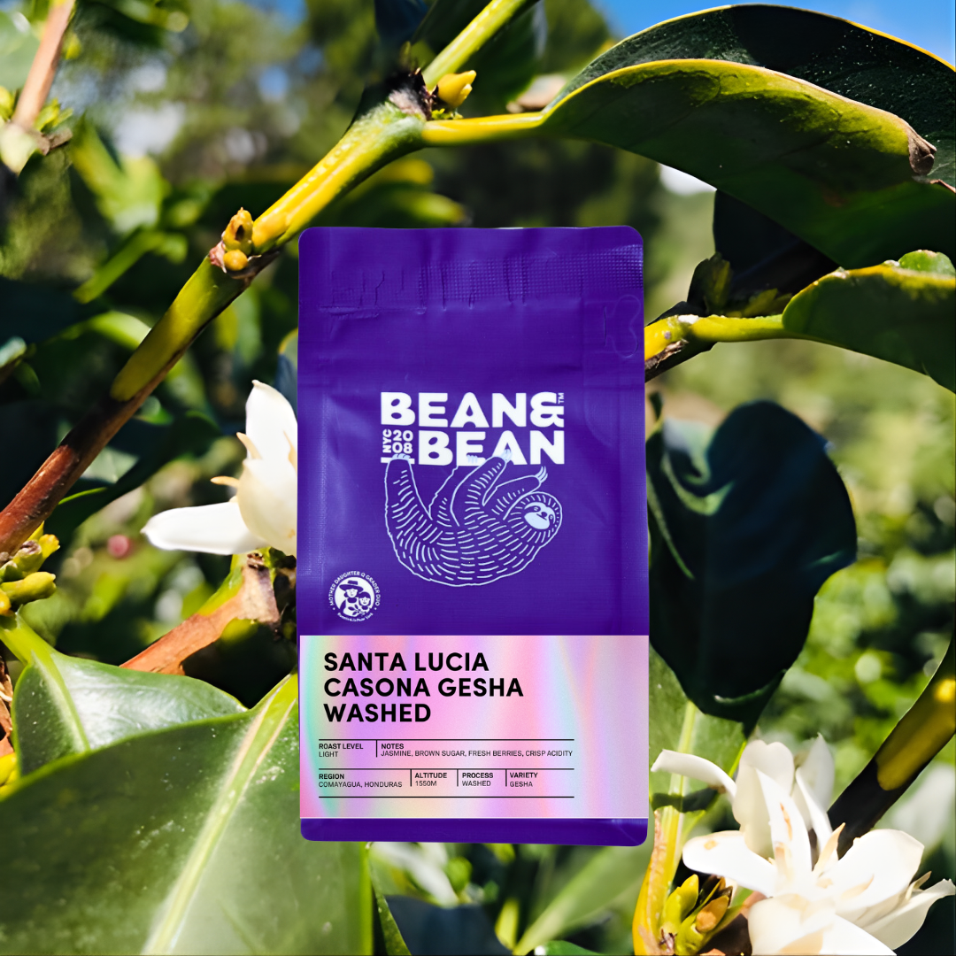 Honduras Santa Lucia Casona Gesha Washed – Bean & Bean Coffee Roasters