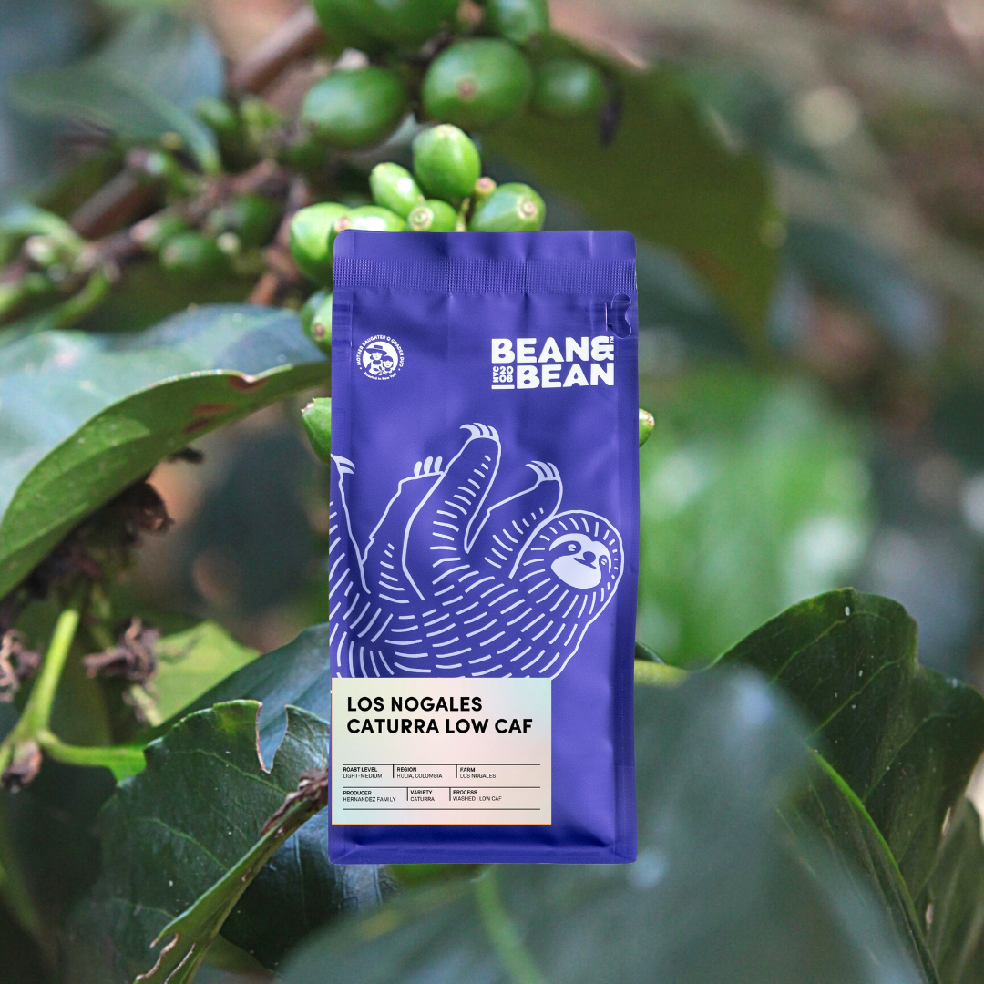 Los Nogales Caturra Low Caf - Bean & Bean Coffee – Bean & Bean