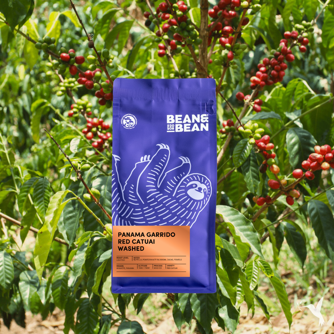 Panama Garrido Red Catuai Washed – Bean & Bean Coffee Roasters