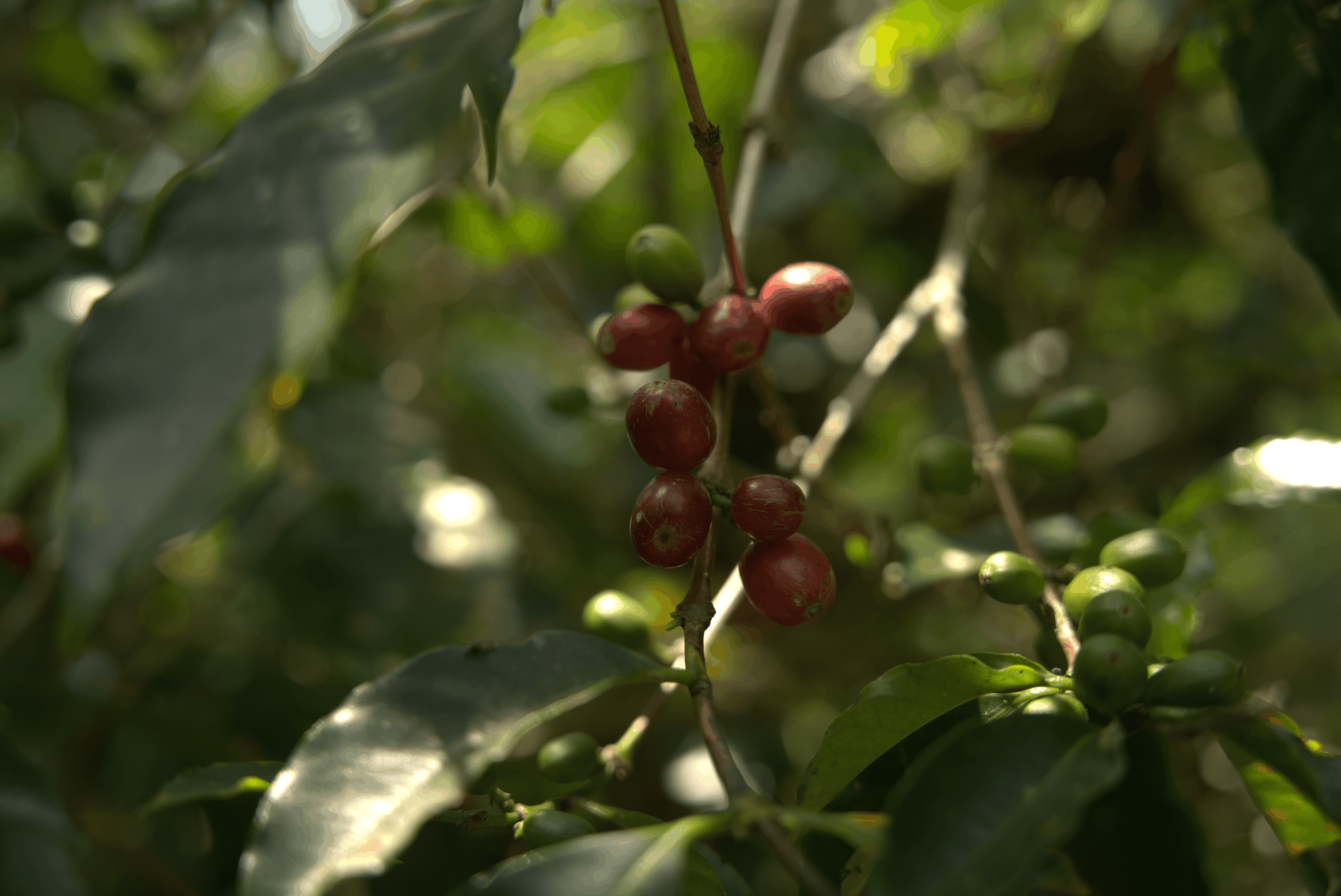 Red coffee cherries on the branch