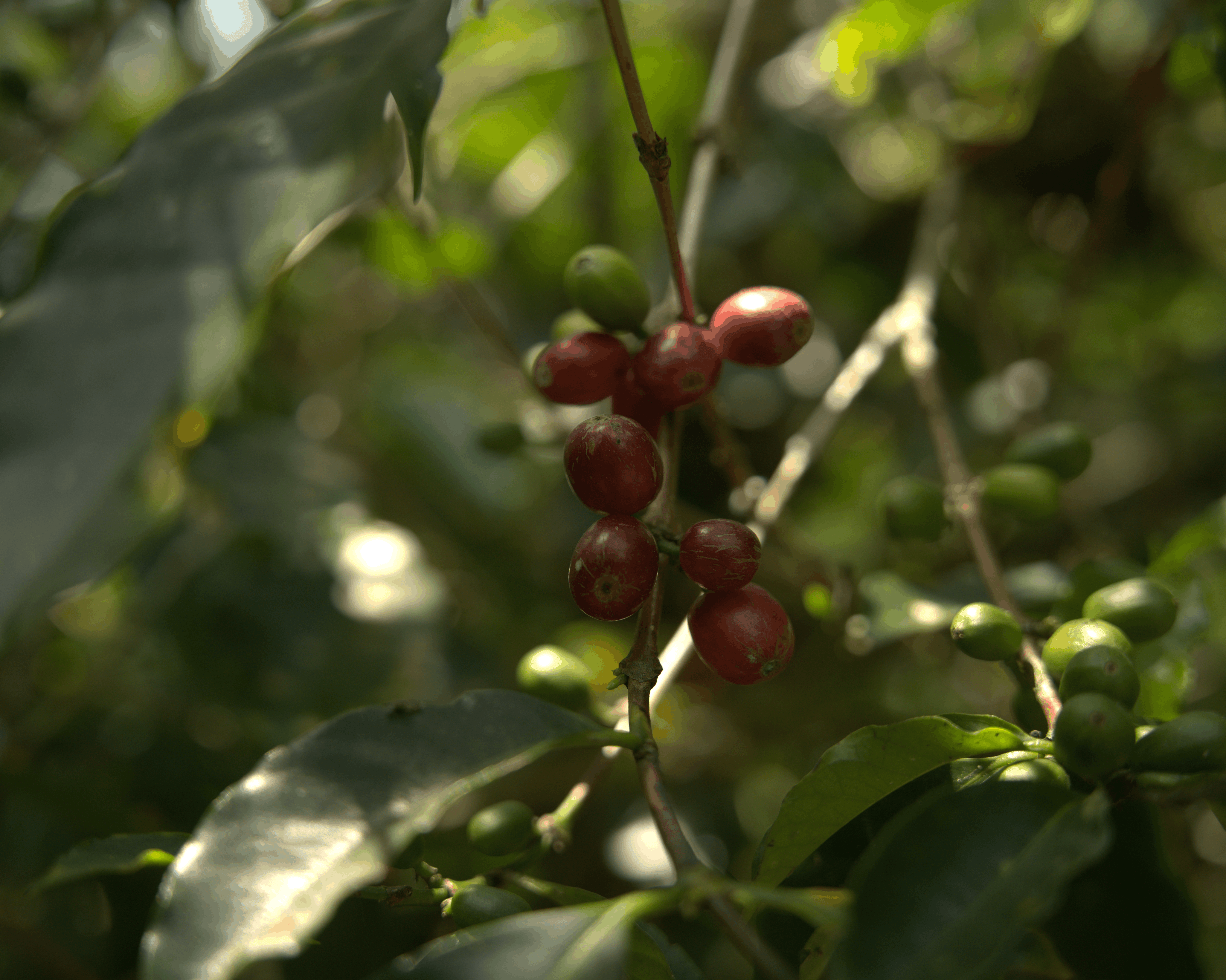 Red coffee cherries on the branch