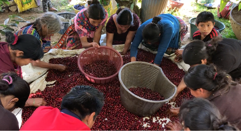 How to Choose Beans For a Bean-to-Cup Coffee Machine - The Rare