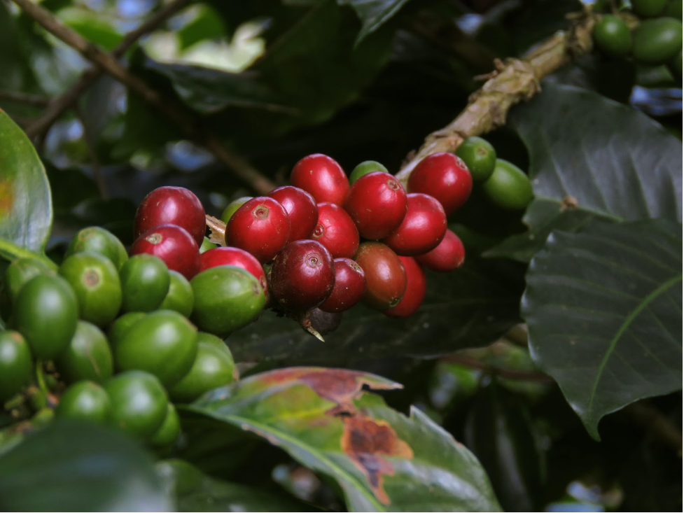 What are Liberica Coffee Beans?