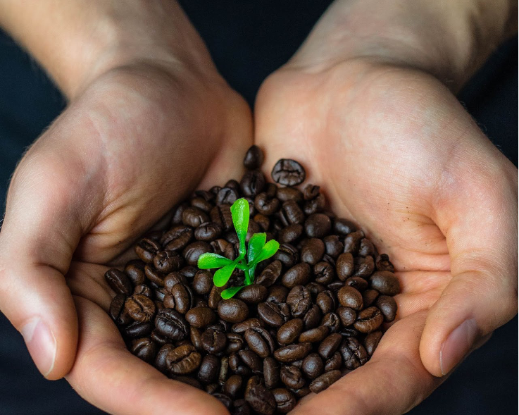 How to Know if Coffee is Certified Organic