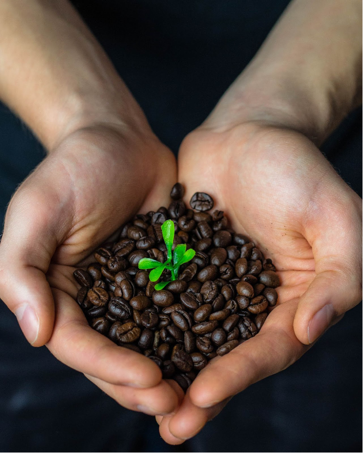 How to Know if Coffee is Certified Organic Bean Bean Coffee