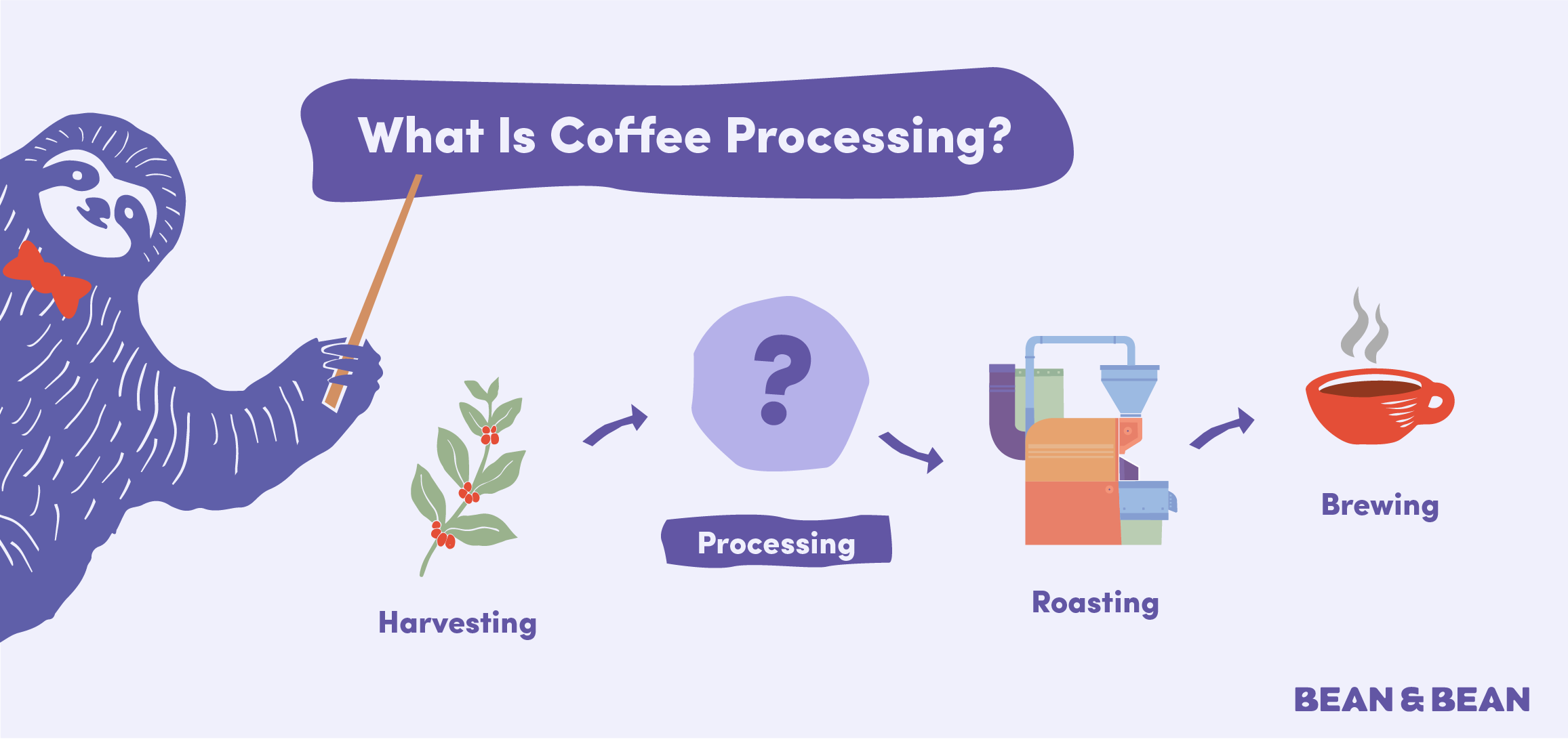 What is coffee processing? From harvesting, processing, roasting, and brewing.