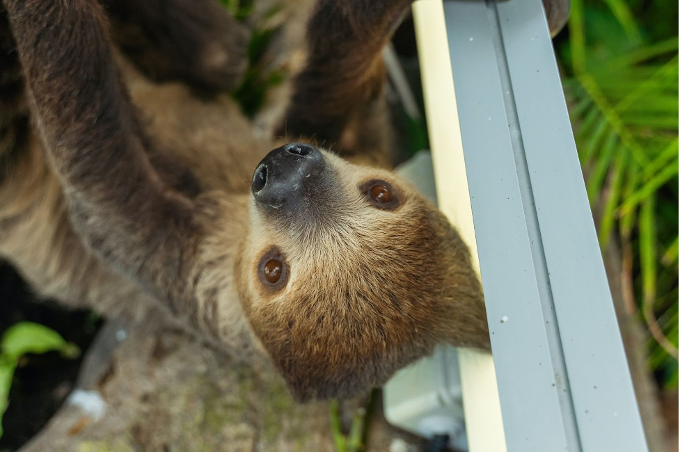 How Coffee Impacts the Environment and Sloth Endangerment