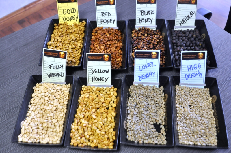 What is Honey Processed Coffee? Everything You Need to Know – Bean ...