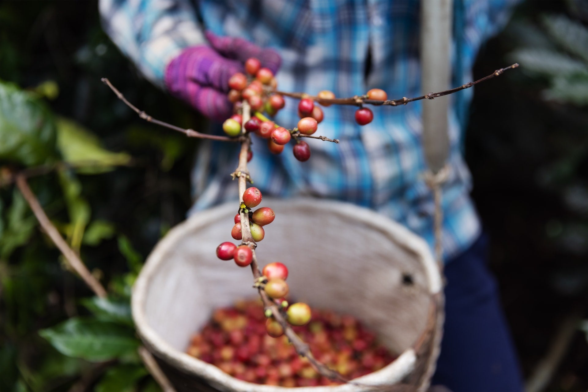 What is Washed Coffee?