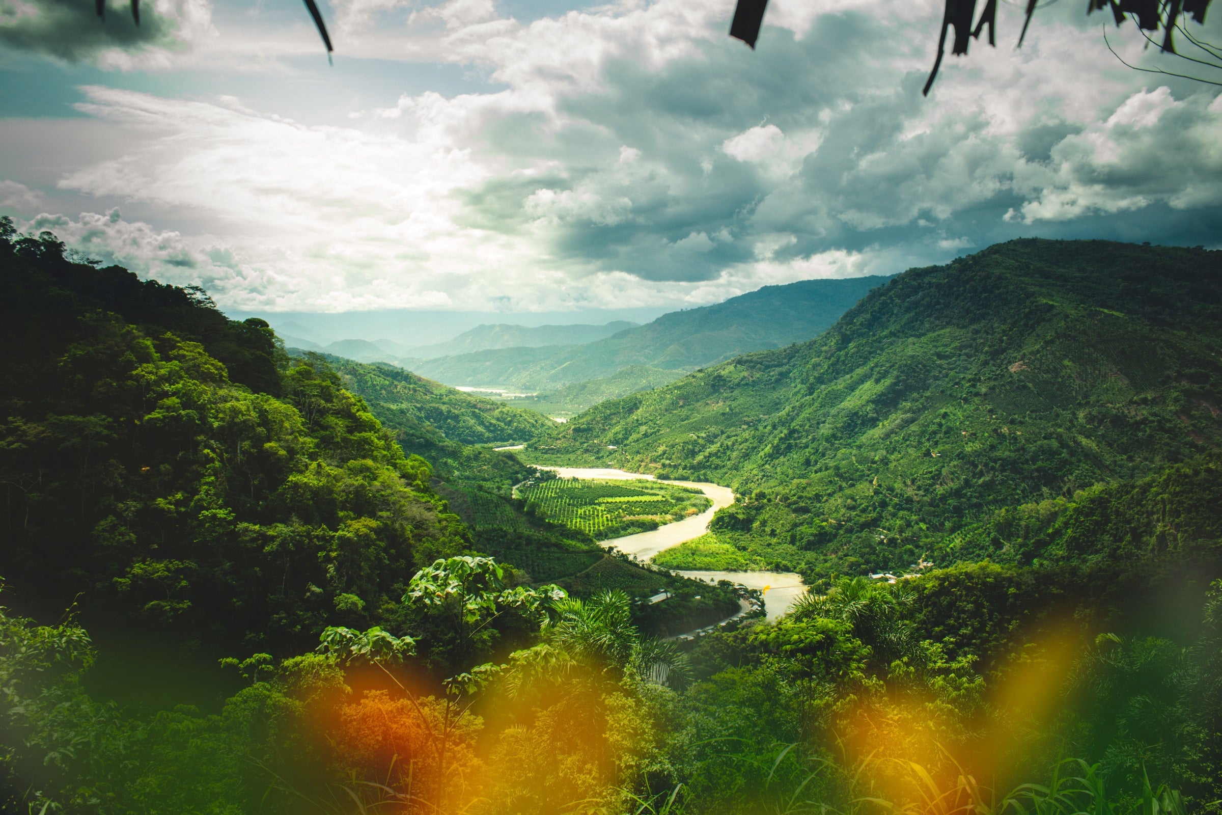 The Ultimate Guide to Peruvian Coffee