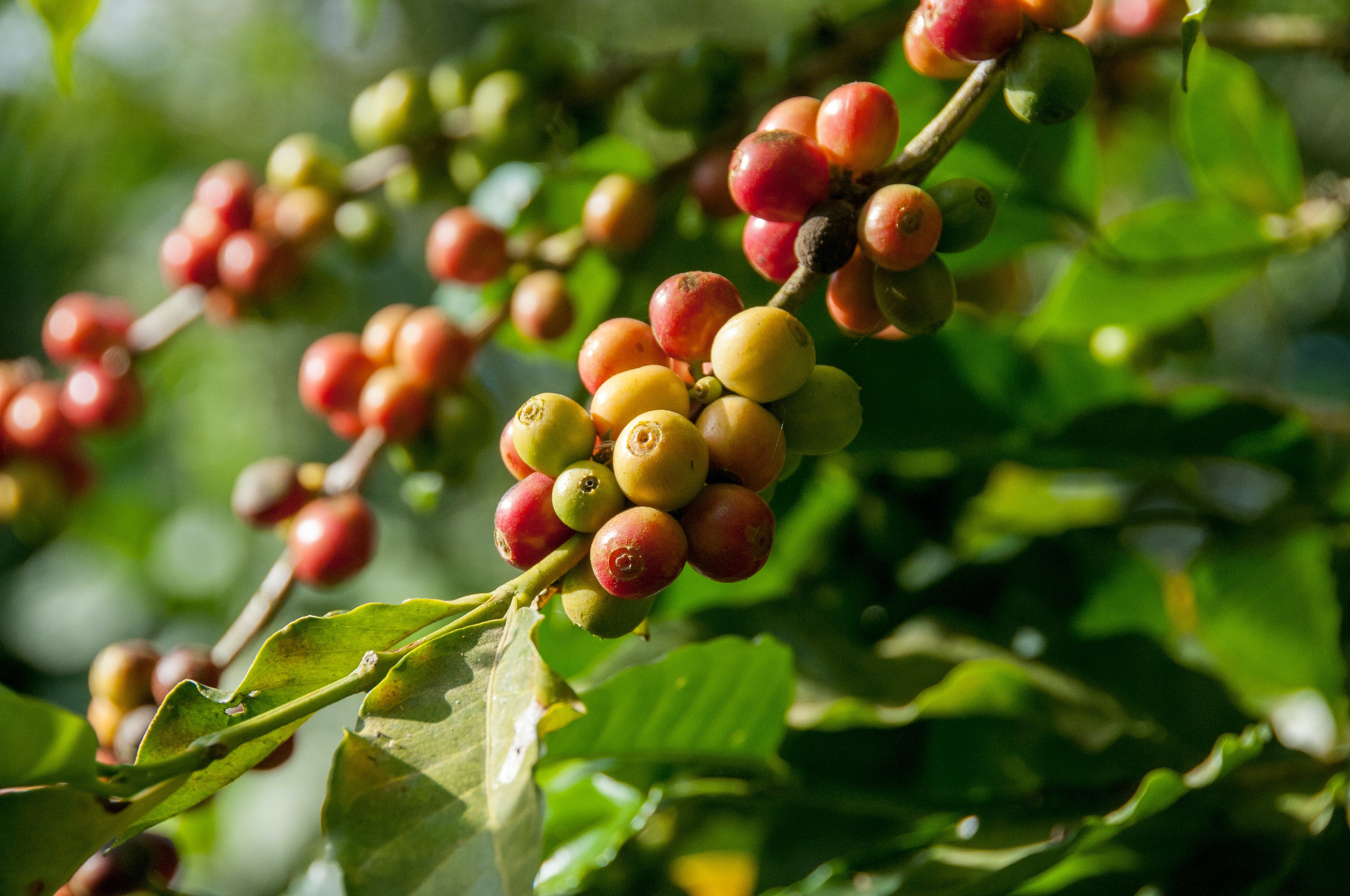 Arabica vs Robusta Beans: What’s the Difference?