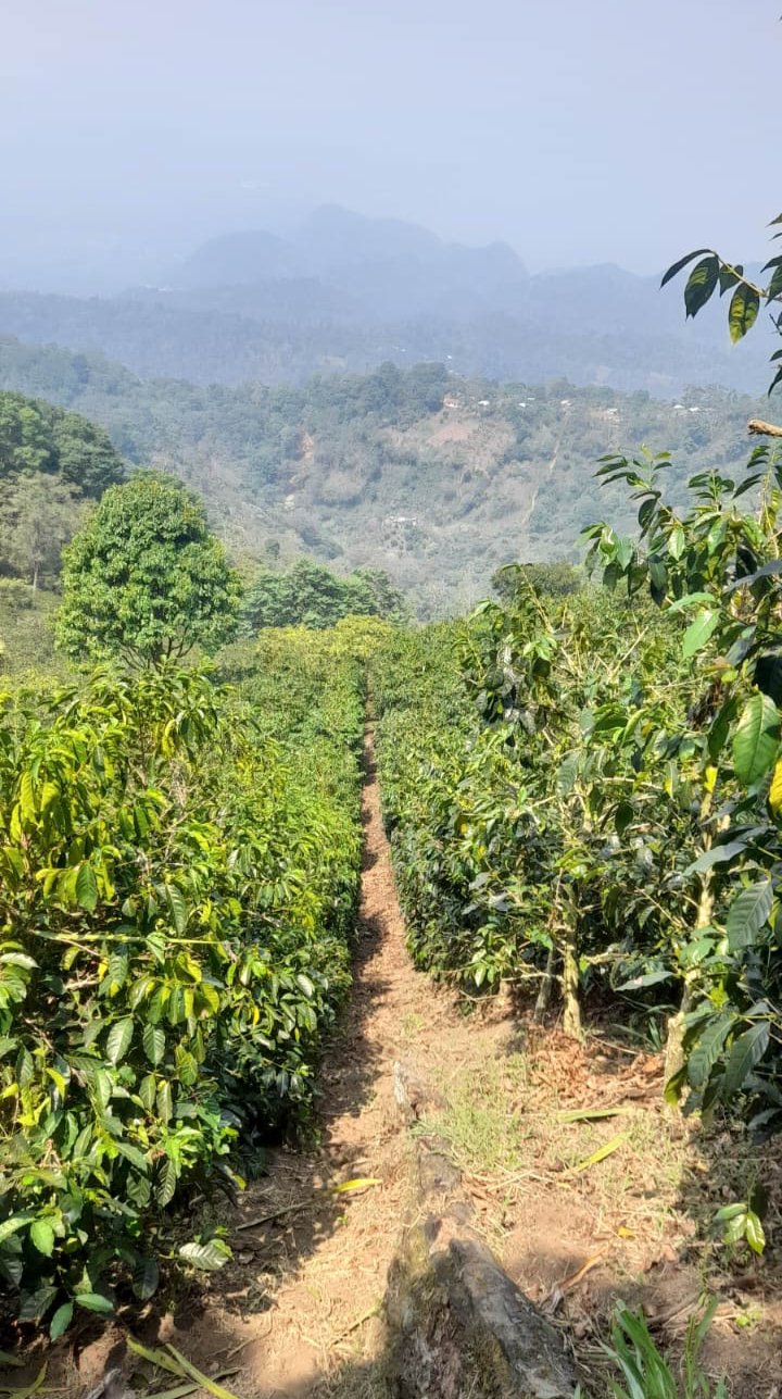 how many beans make five 限定版 Honduras Cup of Excellence #5 Gesha Washed [Score 90.04] – Bean