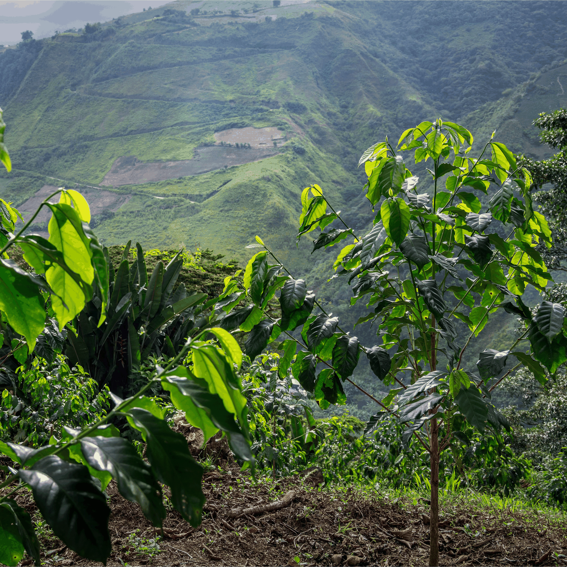 Coffee tree in the mountain