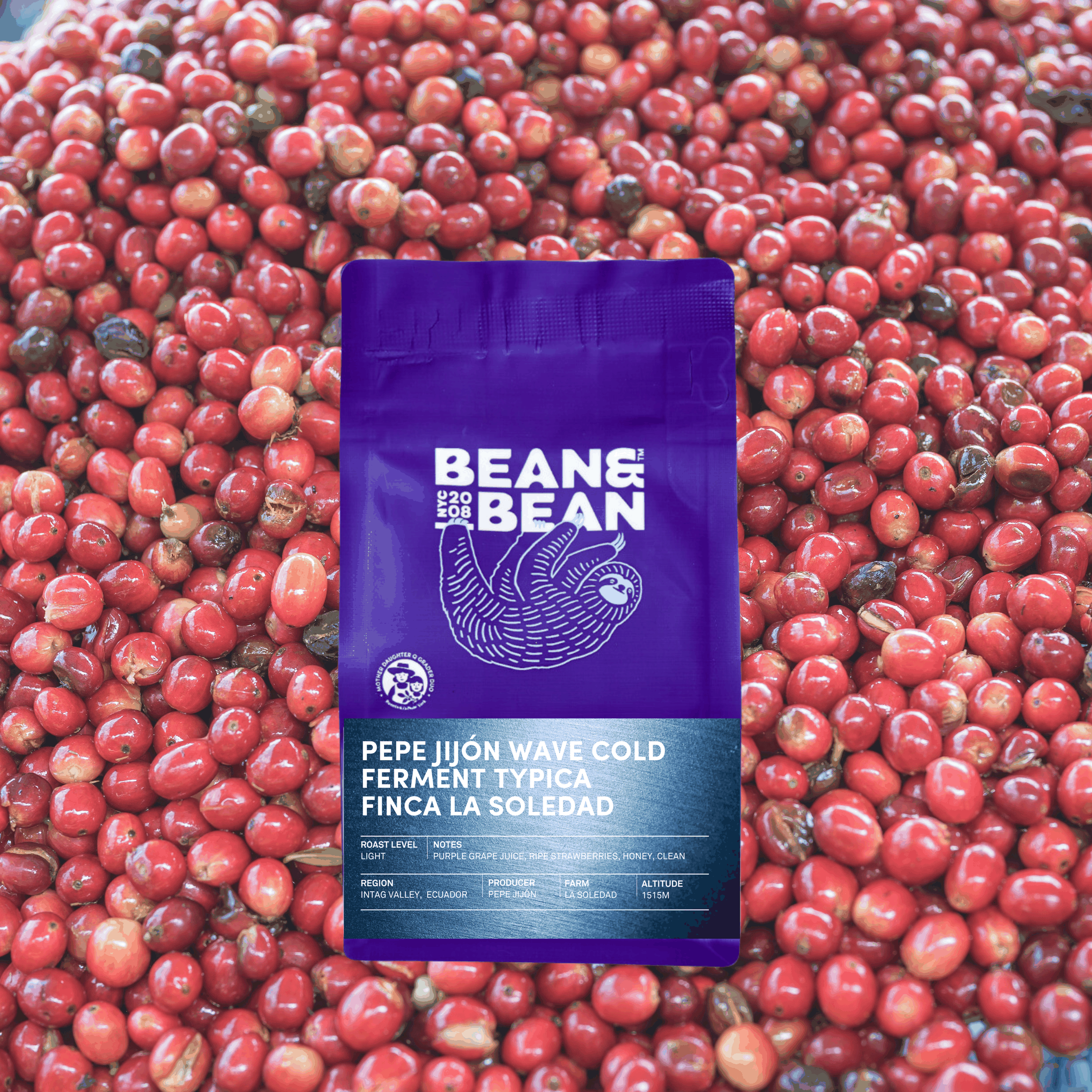 Purple "Bean & Bean Coffee Roasters" bag with a colored label that says [PREORDER] Ecuador La Soledad Pepe Jijon Wave Cold Ferment Typica