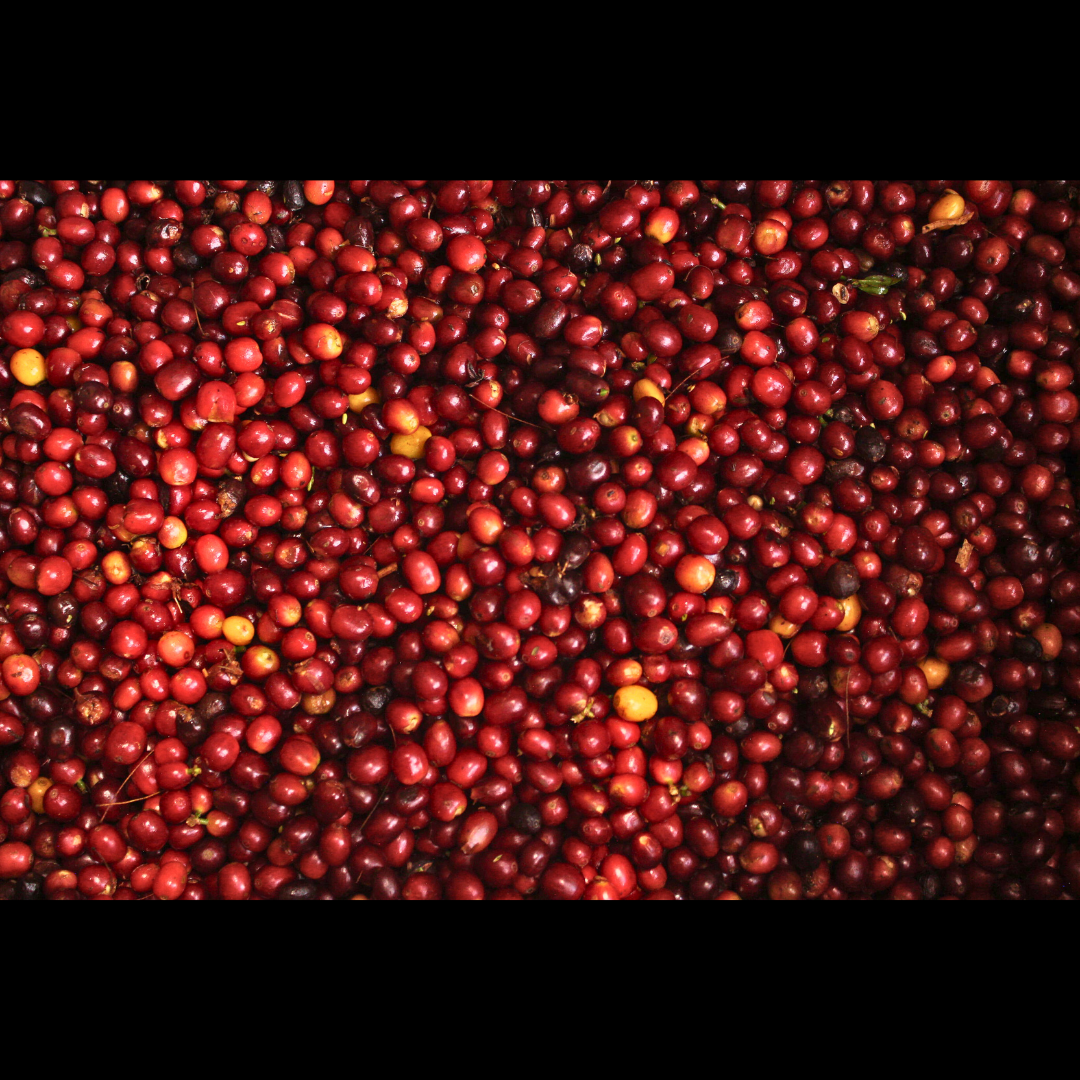 A close view of a large pile of freshly harvested red coffee cherries with a few yellow ones mixed in.