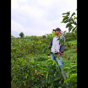 A farmer wearing a cap, jacket, and jeans stands among green coffee plants on a hillside farm under a cloudy sky.