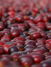 Close-up of ripe red coffee cherries piled together, ready for processing.