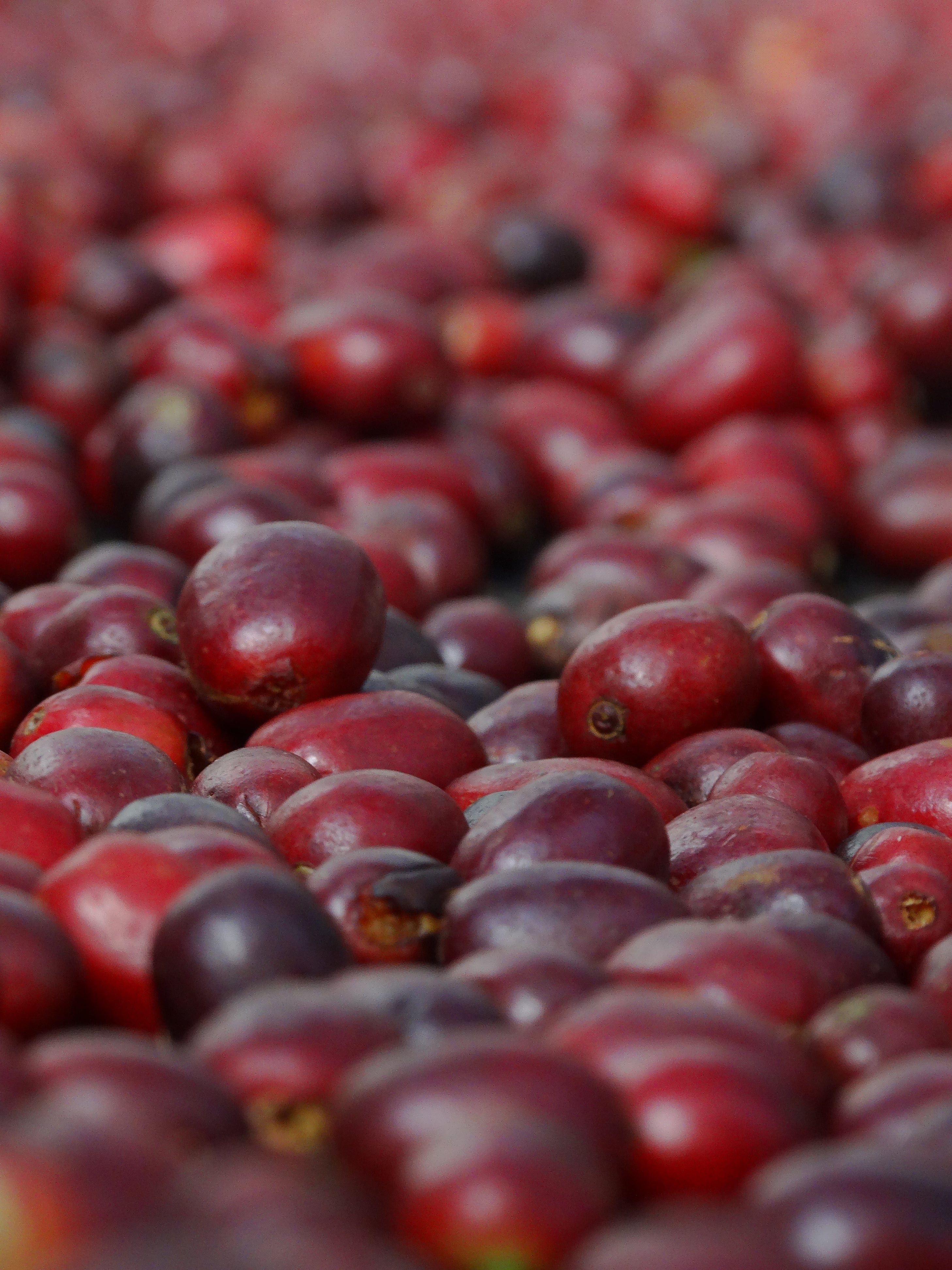 Close-up of ripe red coffee cherries piled together, ready for processing.