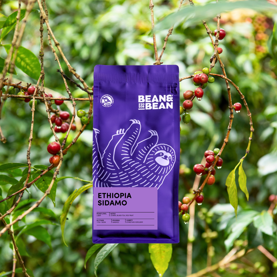 Purple Bean & Bean coffee bag labeled “Ethiopia Sidamo” hanging among branches of a coffee plant with red and green cherries in a lush, leafy background.