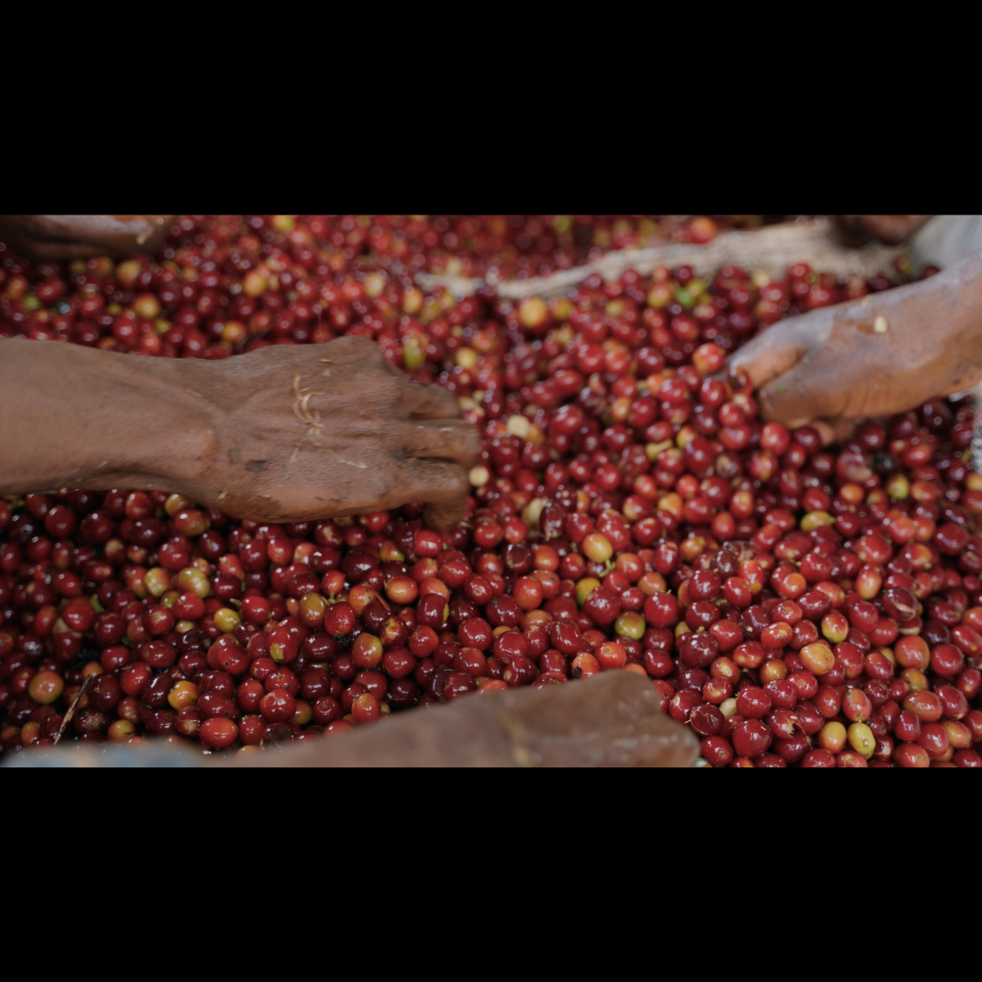 Close-up of several hands sorting and washing bright red coffee cherries.