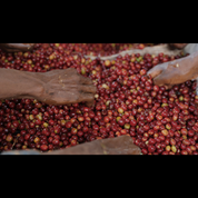 Close-up of several hands sorting and washing bright red coffee cherries.