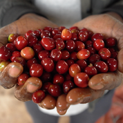 Hands holding freshly harvested red coffee cherries.