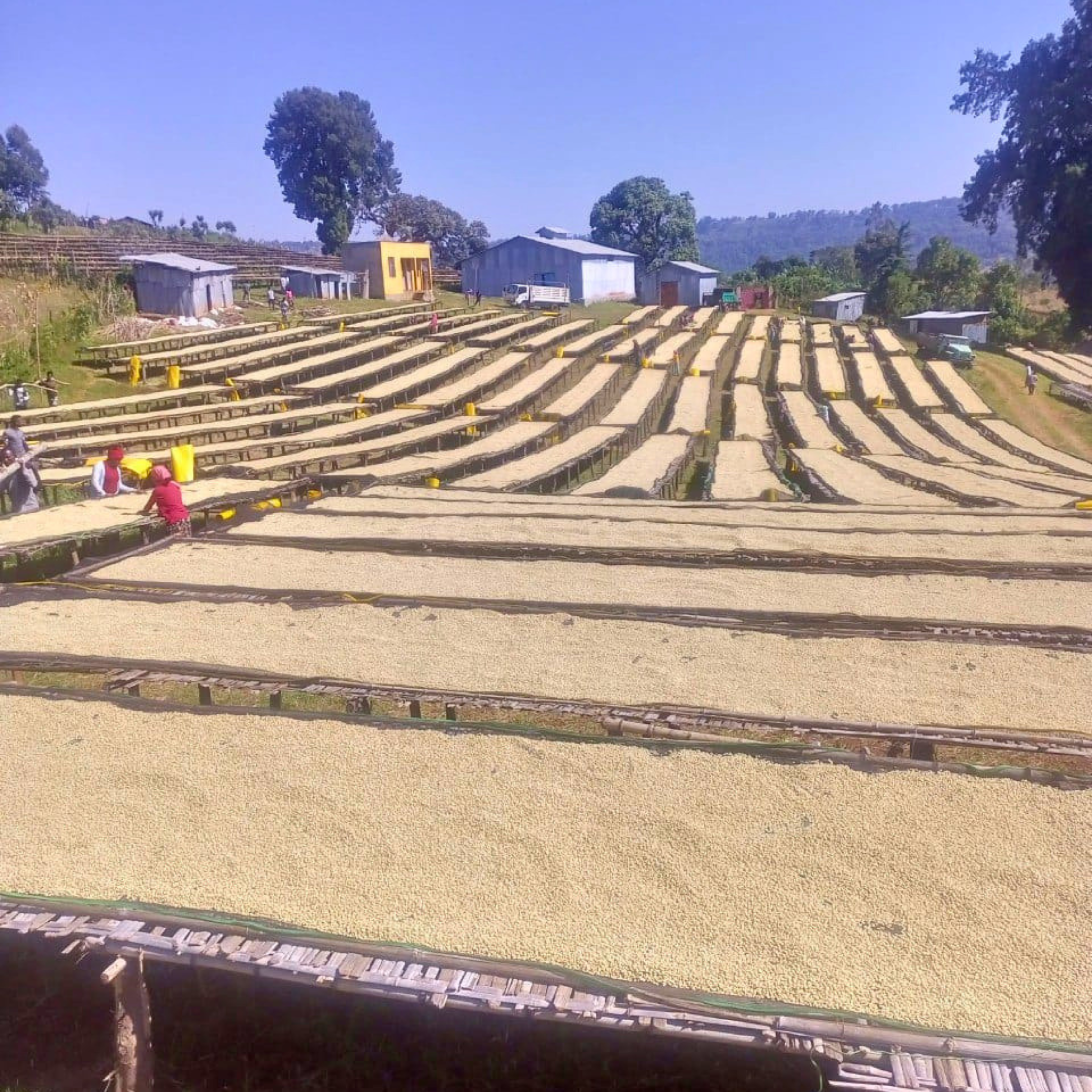 Rows of raised African drying beds covered with parchment coffee at a washing station, with workers tending the beds.