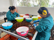 Two women wearing teal uniforms and gloves hand-sort freshly harvested coffee cherries at a processing table, with colorful bowls used for collecting selected cherries.