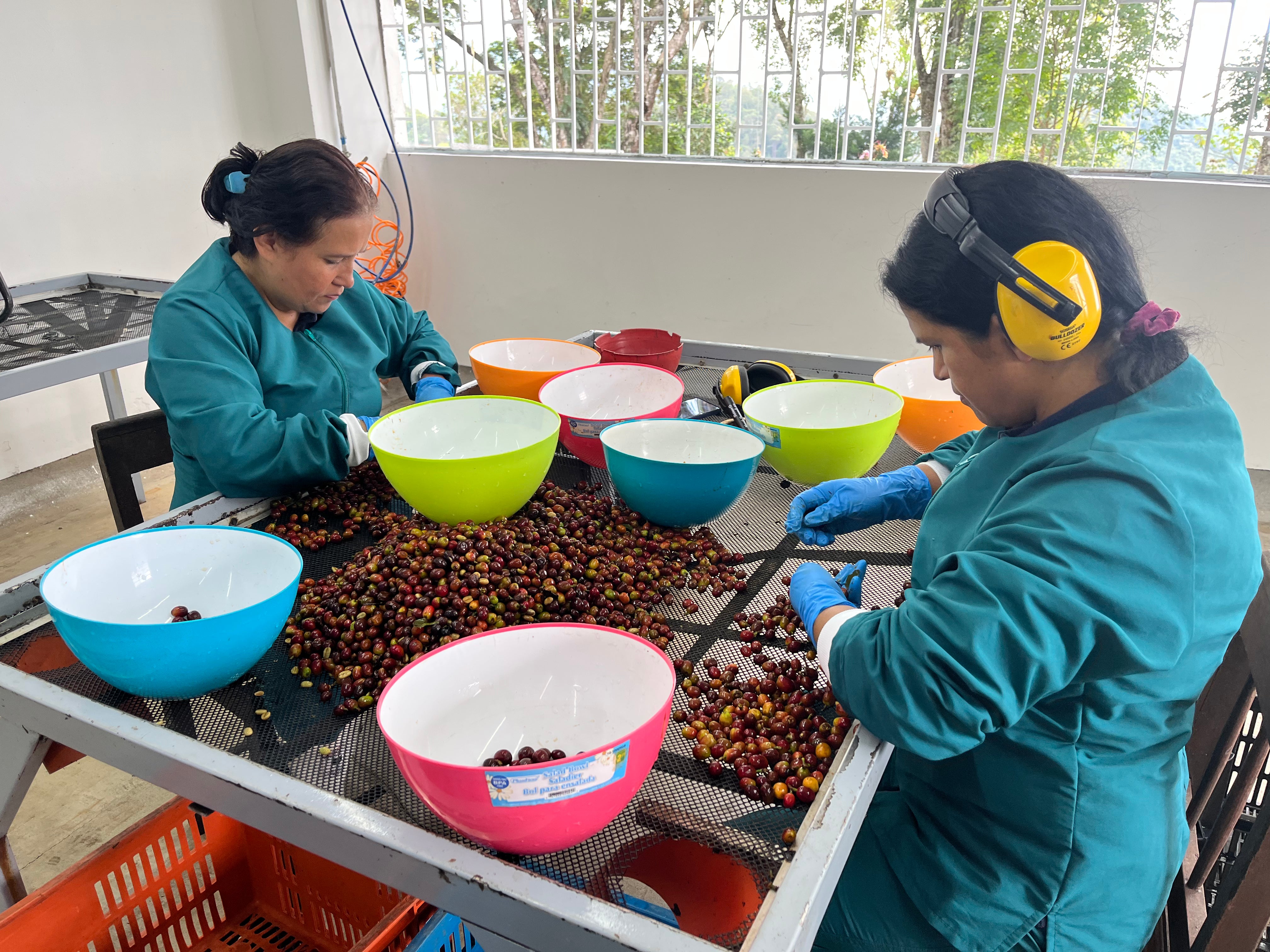Two women wearing teal uniforms and gloves hand-sort freshly harvested coffee cherries at a processing table, with colorful bowls used for collecting selected cherries.