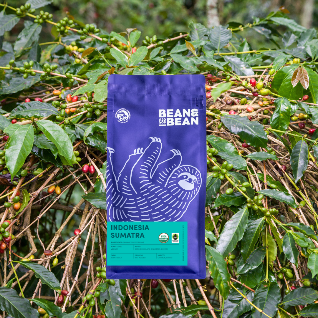 A purple Bean & Bean coffee bag with a white sloth illustration and a teal “Indonesia Sumatra” label, shown in front of a lush coffee plant with green leaves and clusters of red and green coffee cherries.