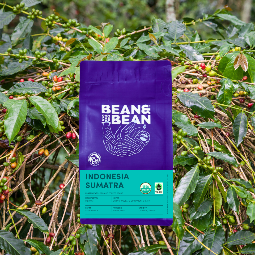 Purple Bean & Bean “Indonesia Sumatra” coffee bag with a teal label centered over dense coffee plant foliage with green and red cherries.