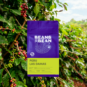 Purple Bean & Bean “Peru Las Damas” coffee bag with a lime green label centered in front of a coffee tree with ripe red cherries.