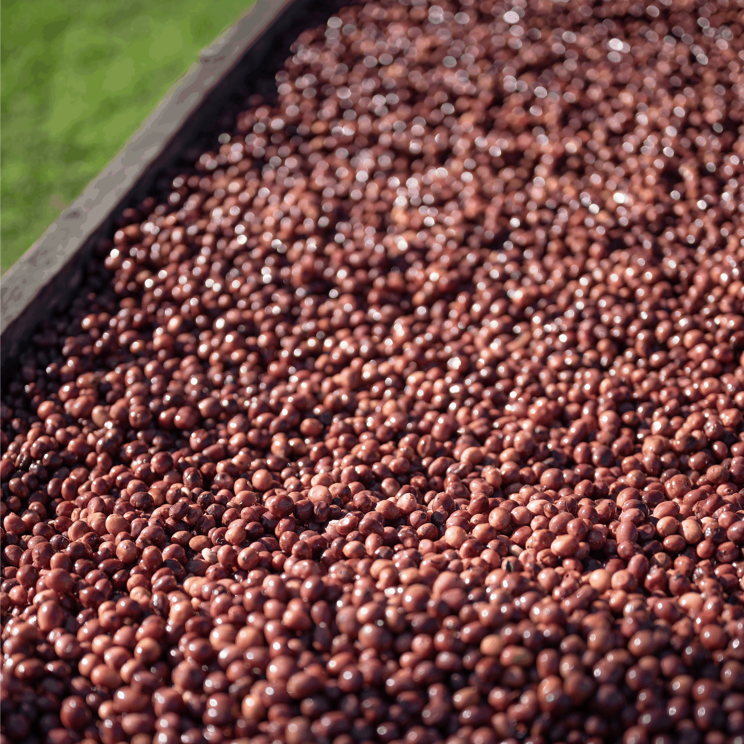 Red ripe coffee cherries on drying bed