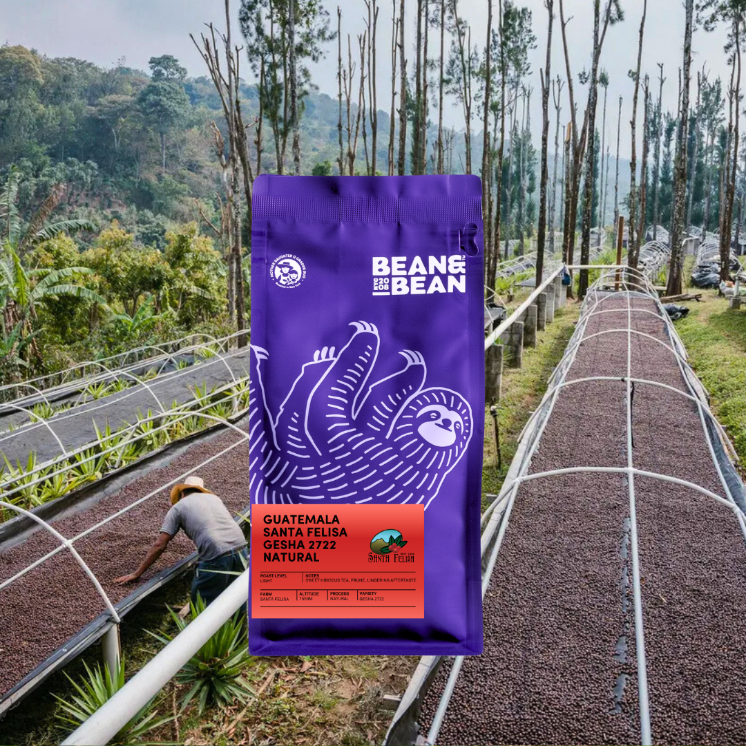 Purple Bean & Bean coffee bag labeled “Guatemala Santa Felisa Gesha 2722 Natural” centered over outdoor raised drying beds with trees and a worker in the distance.