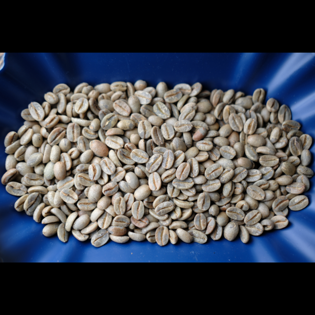 A close up of unroasted green coffee beans.