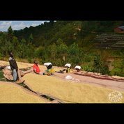 Washing station team carrying sacks past raised beds of drying coffee in Burundi.