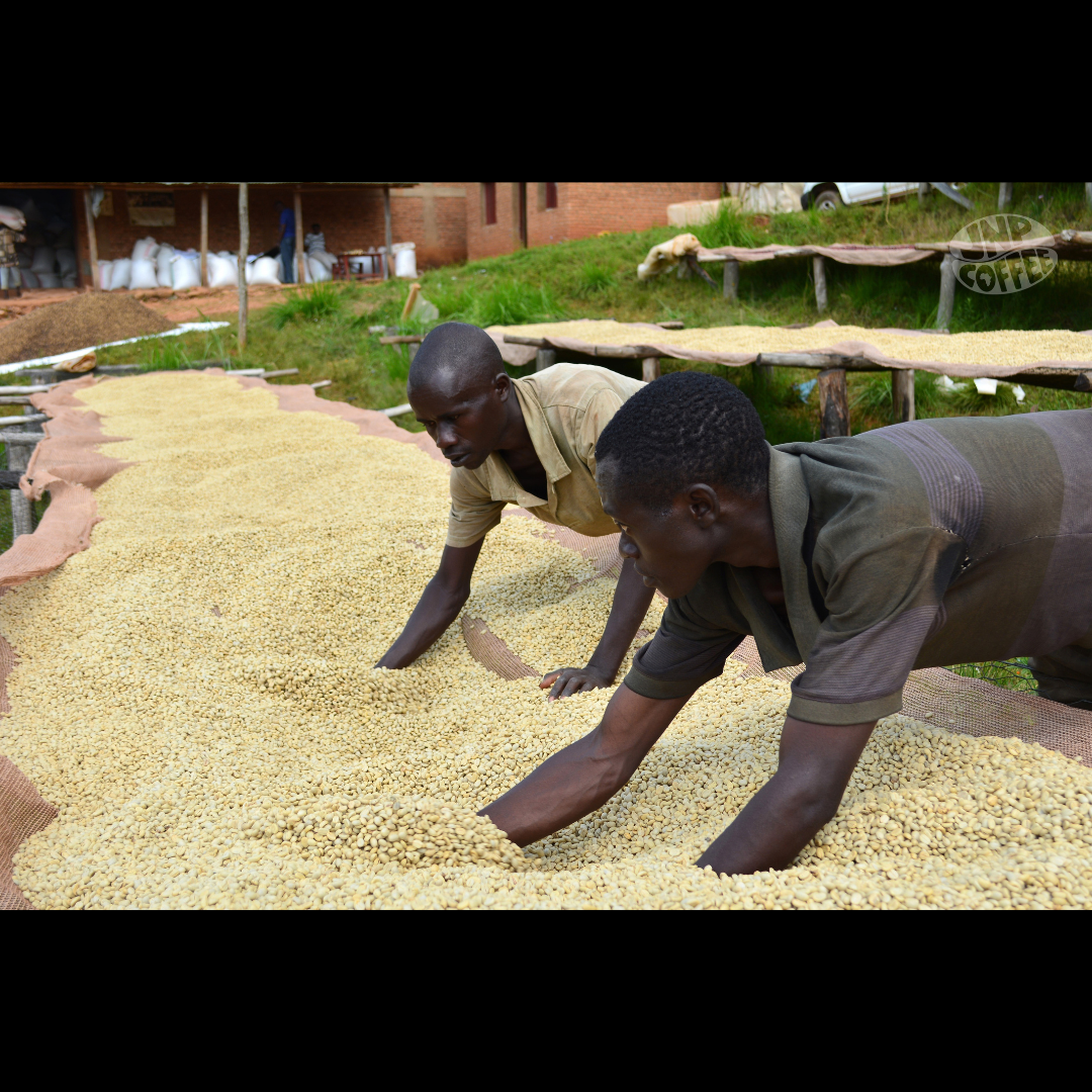 Two members of the washing station team turning drying coffee beans by hand.
