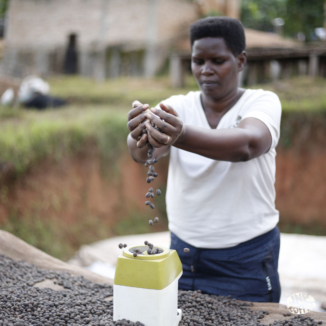 A Bean & Bean bag of Burundi Hafi Bourbon Natural coffee against a background of red coffee cherries.