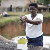 A Bean & Bean bag of Burundi Hafi Bourbon Natural coffee against a background of red coffee cherries.