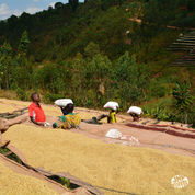 Workers carrying large sacks of coffee cherries on their heads near raised drying beds filled with coffee beans, surrounded by lush green hills in Burundi.