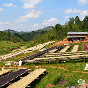 Raised drying beds filled with coffee beans in a lush, hilly landscape in Burundi, with workers near a small building in the background.