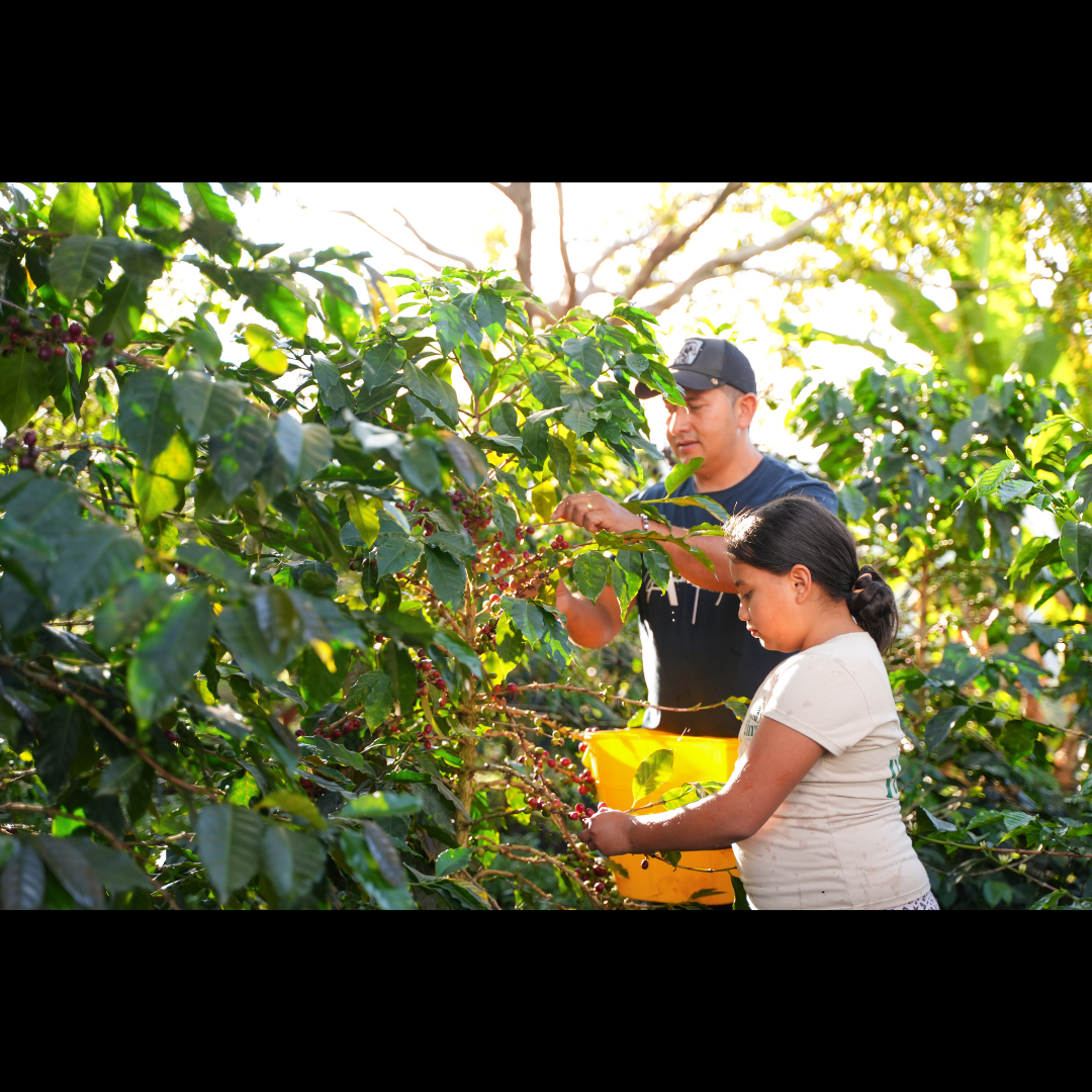 Two people hand-pick ripe red coffee cherries from lush green coffee plants, with a yellow harvesting basket in view.