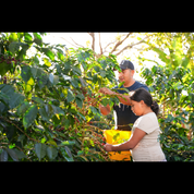 Two people hand-pick ripe red coffee cherries from lush green coffee plants, with a yellow harvesting basket in view.
