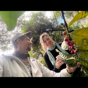 A man and woman smiling at each other while examining ripe red coffee cherries on a branch, surrounded by green foliage on a coffee farm.