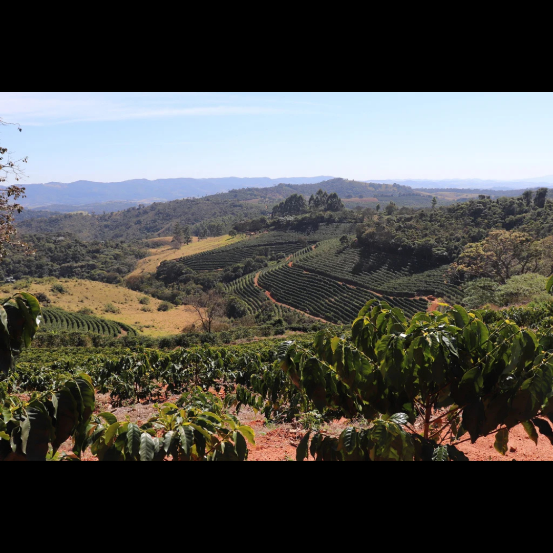 Aerial view of terraced coffee fields on a sloping hillside farm, with rows of coffee plants curving along the contours of red-earth terrain, surrounded by forested hills under a clear sky.