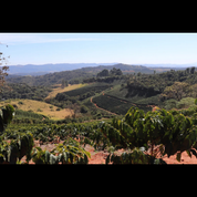 Aerial view of terraced coffee fields on a sloping hillside farm, with rows of coffee plants curving along the contours of red-earth terrain, surrounded by forested hills under a clear sky.