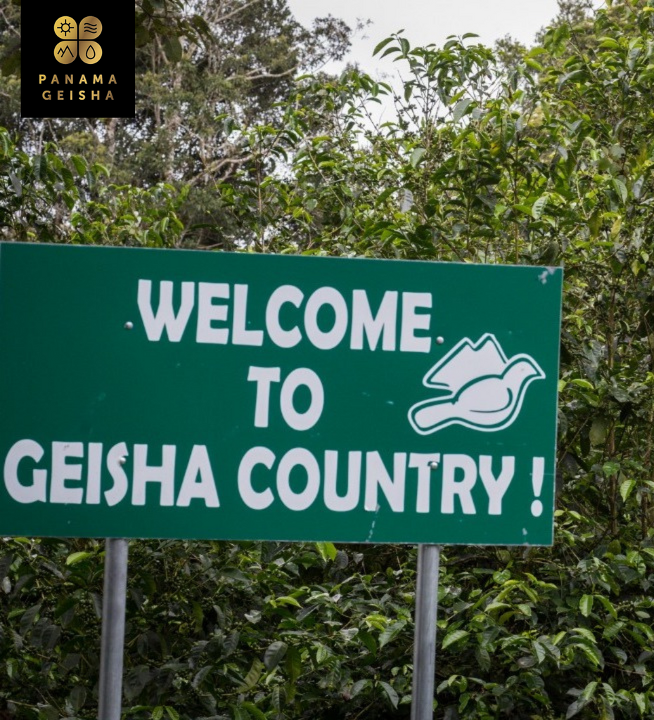 Sign to Janson Coffee Farm Lot 290 that reads "Welcome to Gesha Country!"