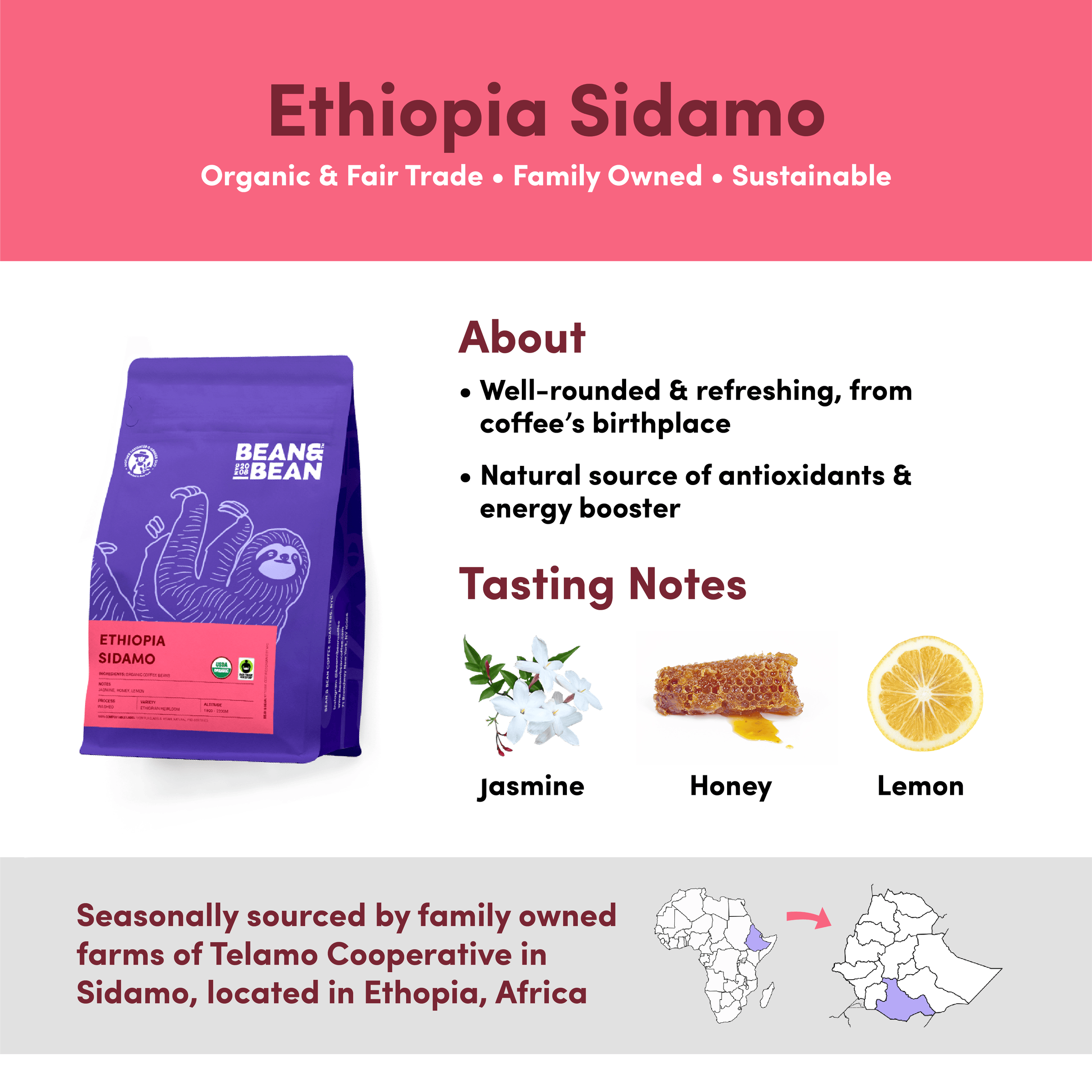 Bean & Bean Ethiopia Sidamo coffee with tasting notes of Jasmine, Honey, and Lemon. Described as well-rounded and refreshing, from coffee’s birthplace. Seasonally sourced by family-owned farms of Telamo Cooperative in Sidamo, Ethiopia. Organic, Fair Trade, Family Owned, and Sustainable.
