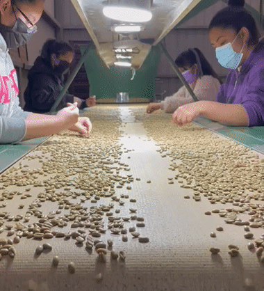 Sorting Gesha Coffee Beans at Janson Coffee Farm Lot 290 