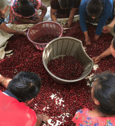 Gesha Coffee cherries sorted between red and purple